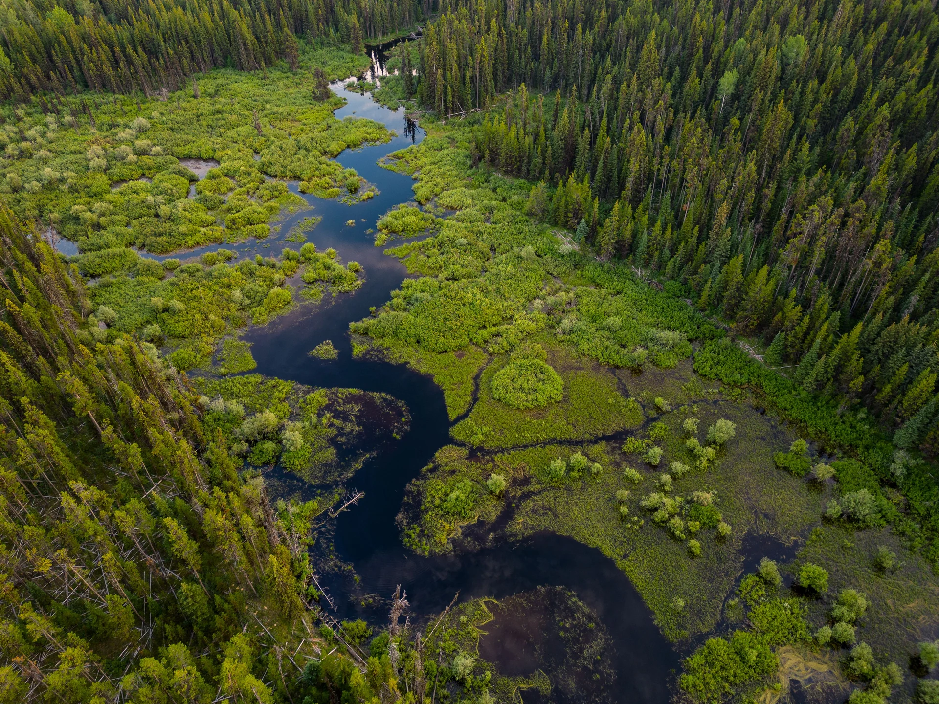 wetlands