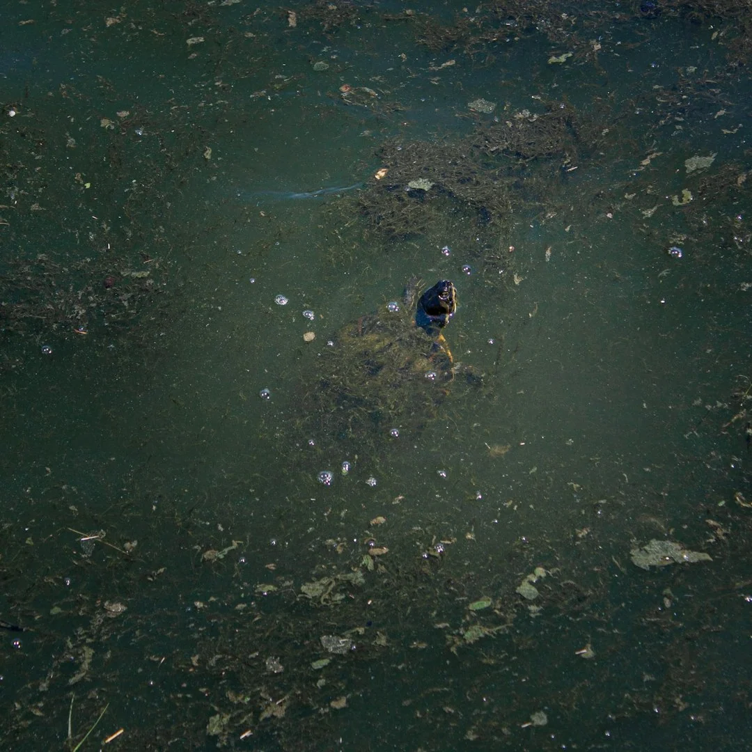 water contamination